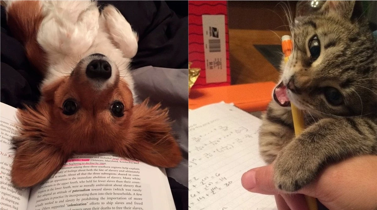 15 animals ready for any miracle, just to pay attention