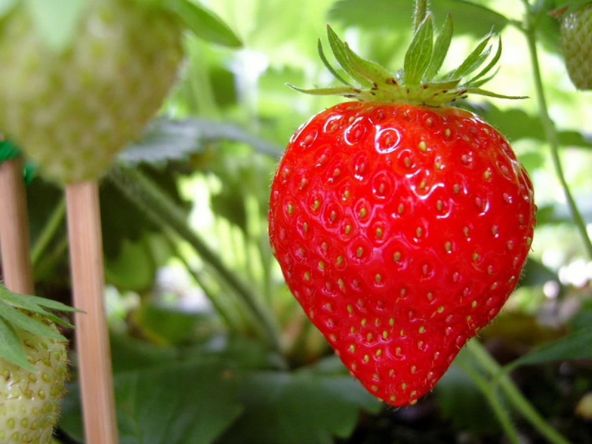 Strawberry - 5 Nzọụkwụ 5 gaa na ihe ọkụkụ a na-enweghị atụ
