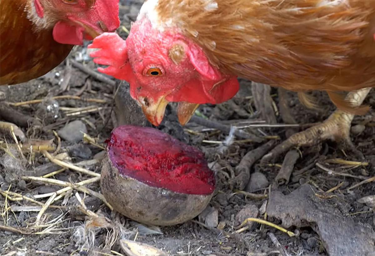 Bakit mapaminsalang feed chickens red beet. 22512_1
