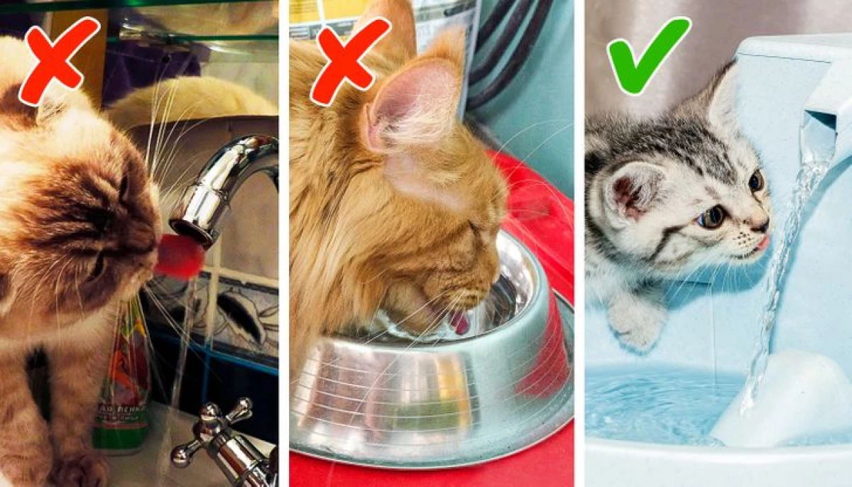 7 kaķu ieradumi, ko īpašnieki bieži cūkgaļa un nejauši kaitē mājdzīvnieku veselībai 22559_7