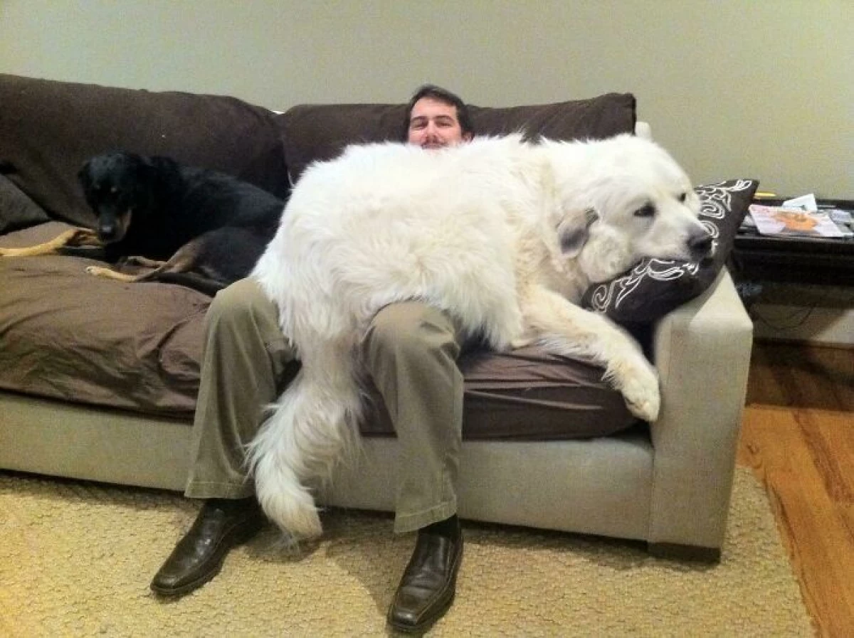 20 dogs that do not understand how big they are 2258_3