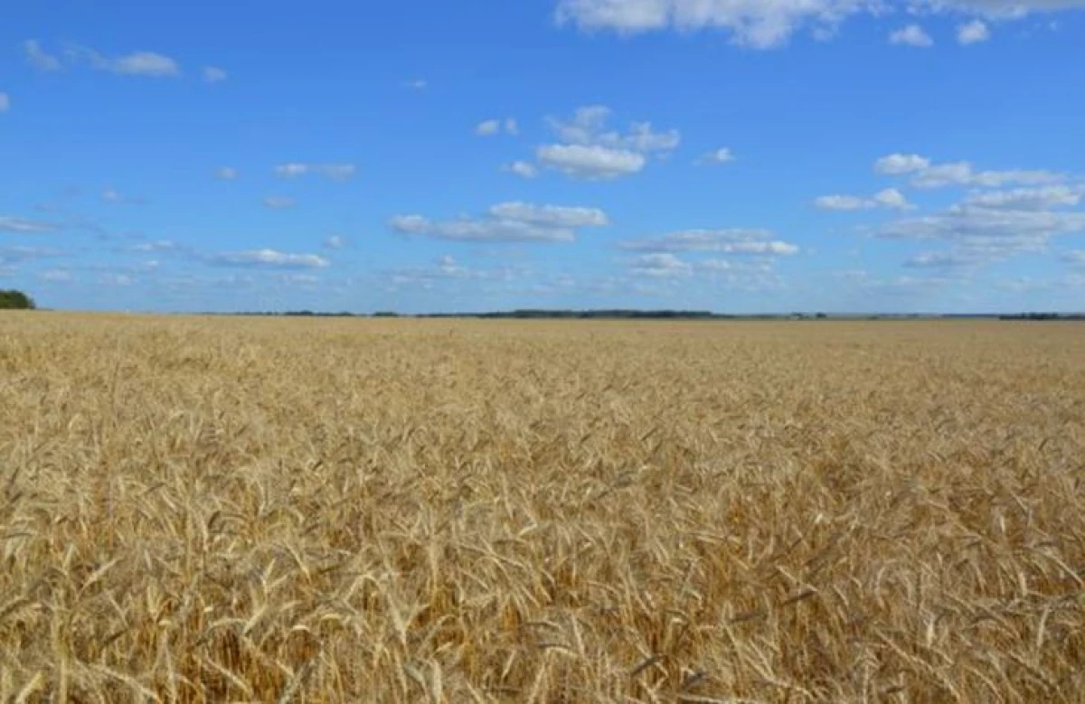 Ivanovo region pucked by record harvests last 2020 22591_1