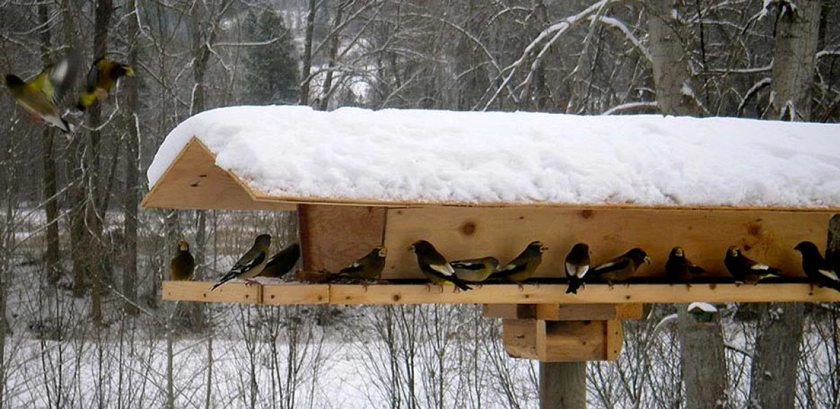 Kako nahraniti ptice zimi? 22948_1
