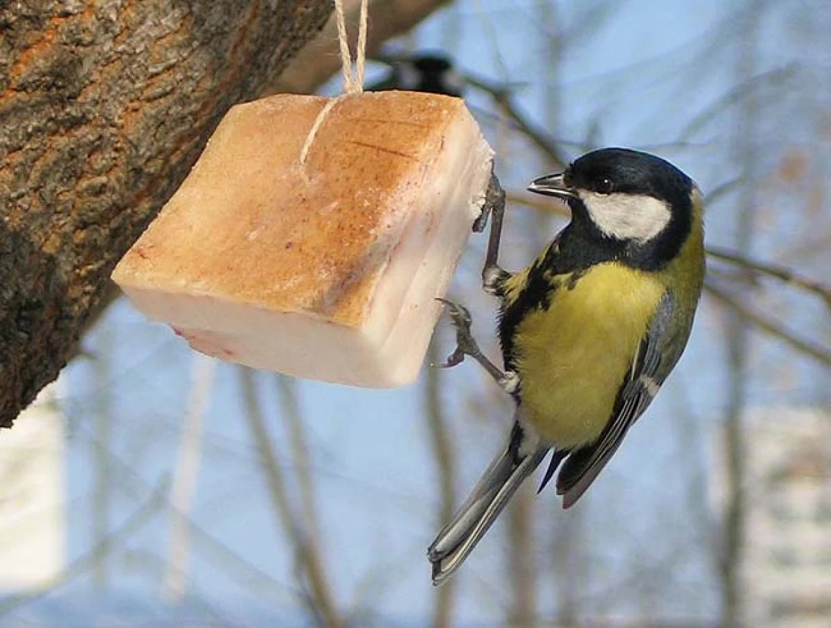 איך להאכיל ציפורים בחורף? 22948_3