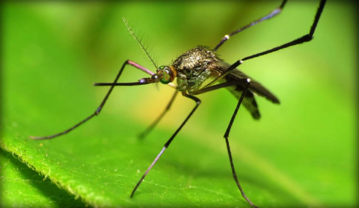 Důvod byl nalezen, proč mužské komáry neskudují lidi
