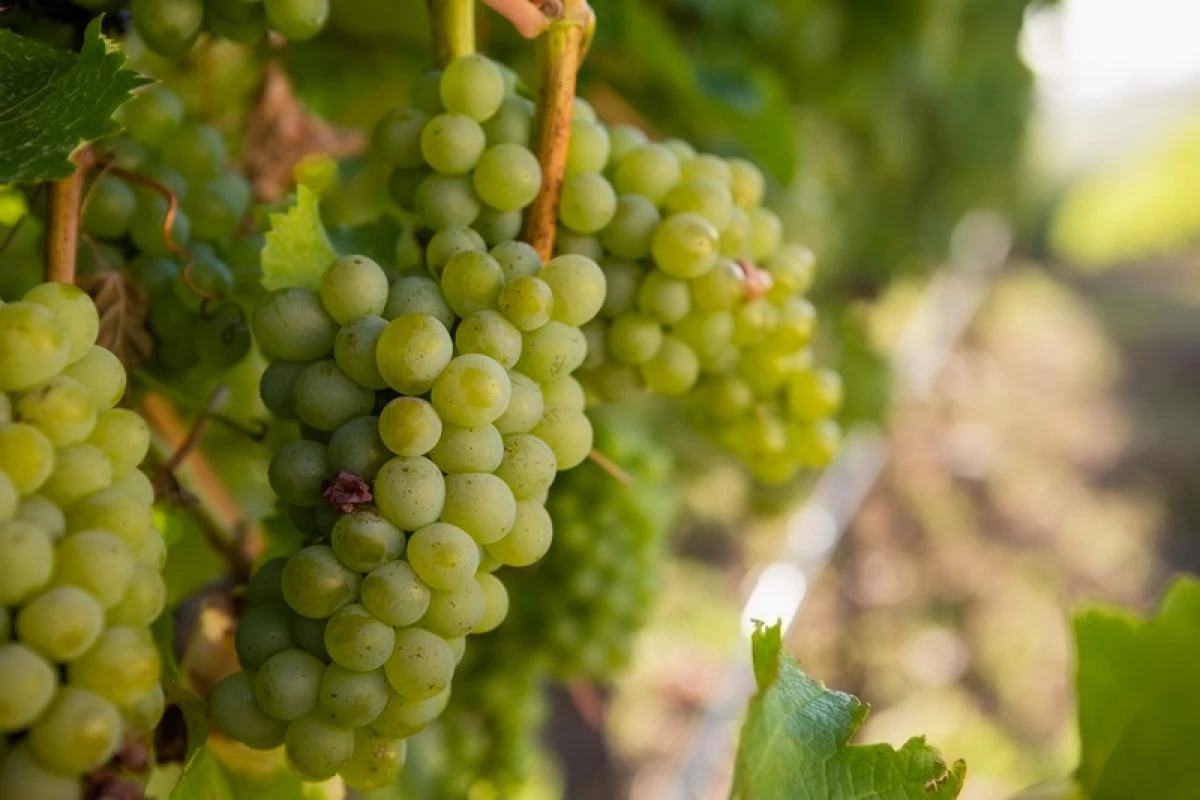 Jak uprawiać bogate zbiory winogronowe na środkowym pasie: 3 skuteczne sposoby 23064_1