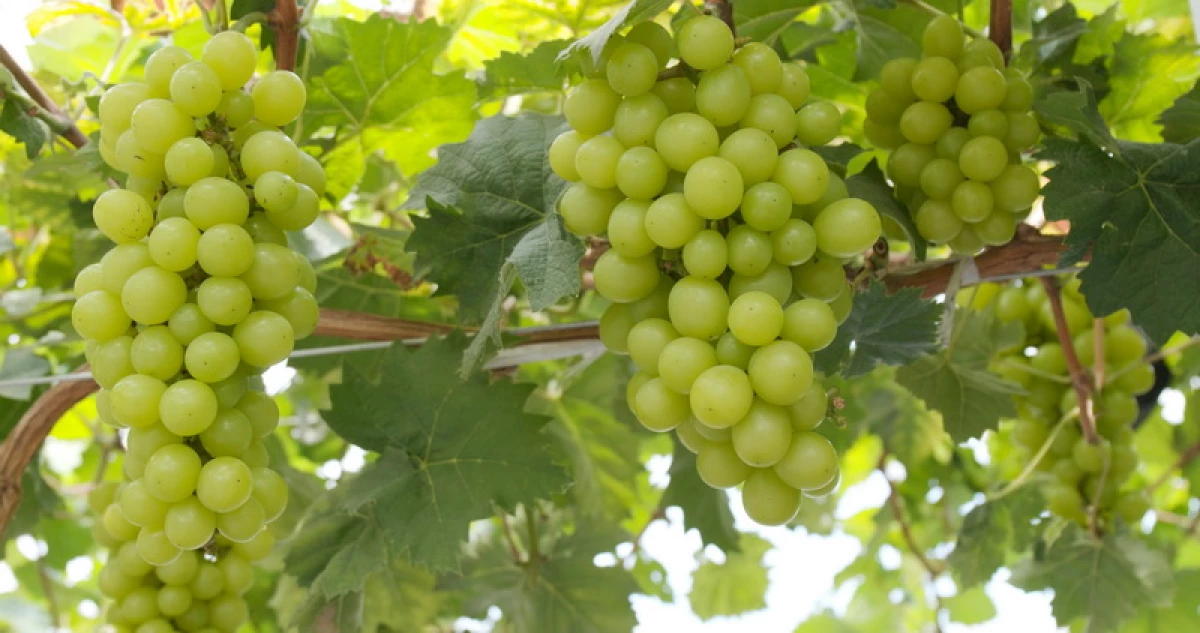 Како да расте богата жетва на грозје во средната лента: 3 ефективни начини 23064_2