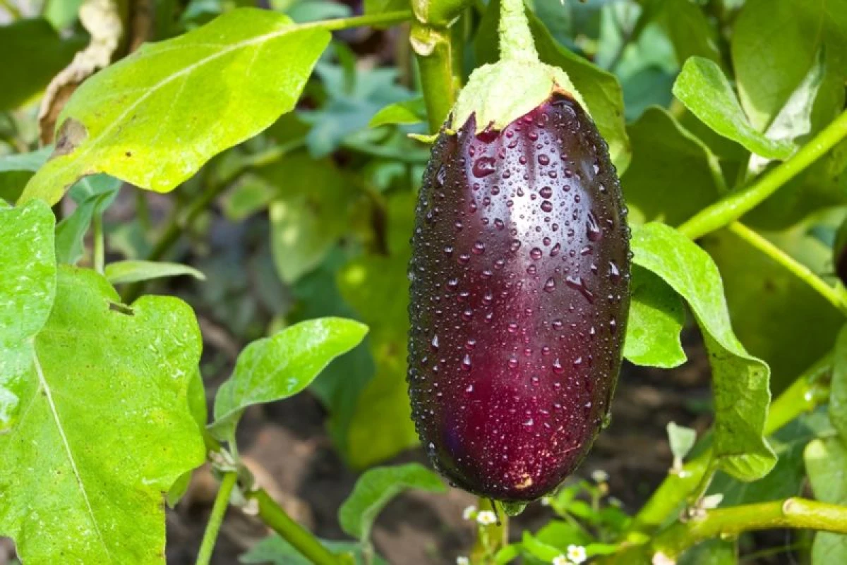 Disgrifiad o fathau eggplant ar gyfer glanio ar yr ardd 23099_1