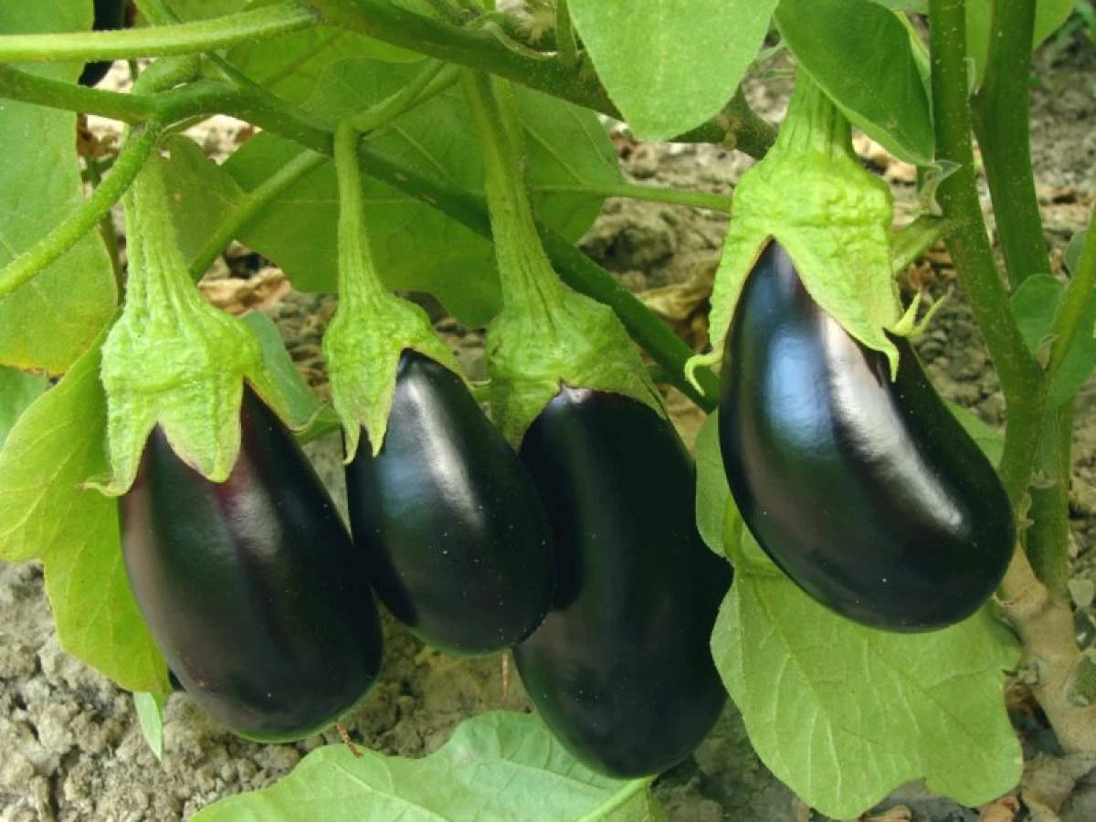 Beskrivelse av aubergine varianter for landing på hagen 23099_2