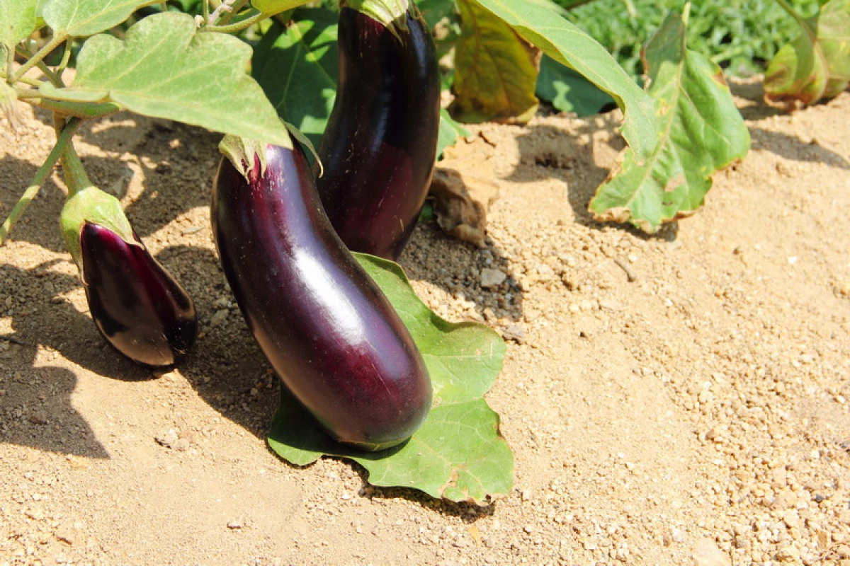 Beskrivelse av aubergine varianter for landing på hagen 23099_3