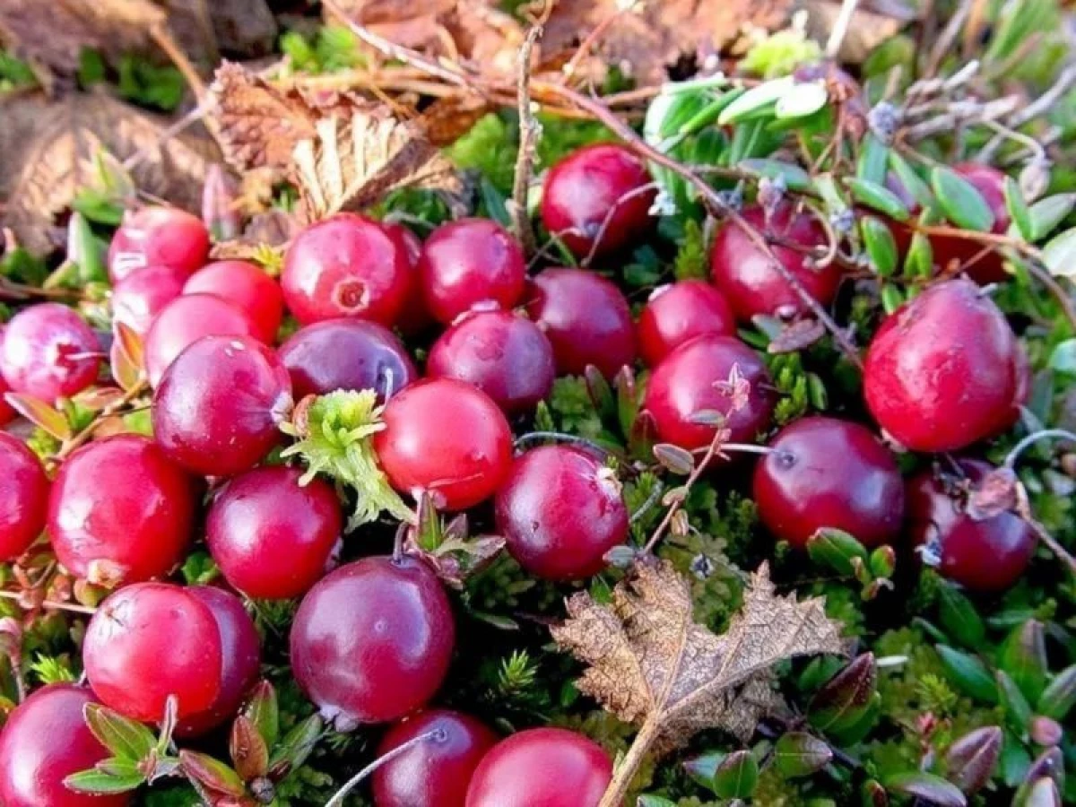 Varieti Cranberry Terbaik: tumbuh di plot taman 2309_1