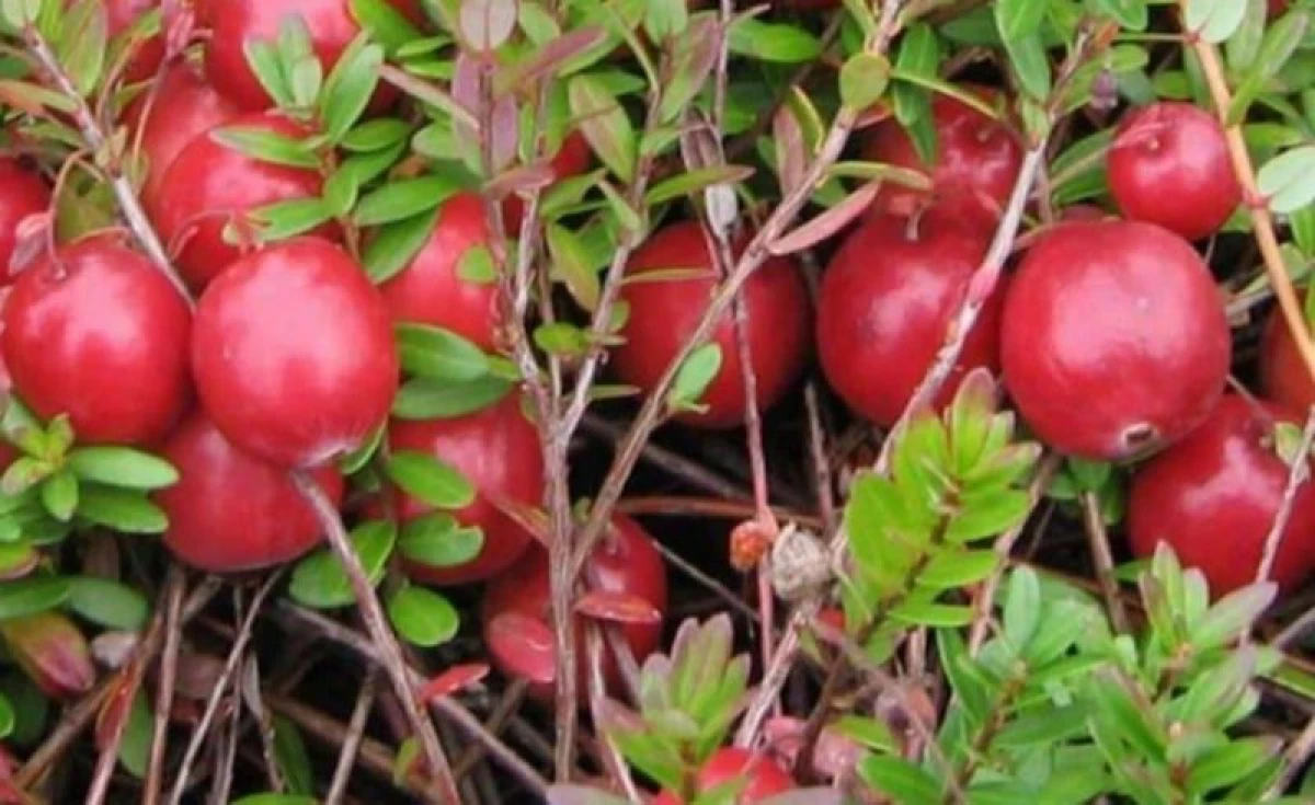 सर्वोत्तम क्रॅनबेरी प्रकार: बाग प्लॉट मध्ये वाढतात 2309_2