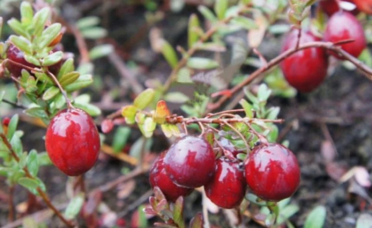 Beste Cranberry-Sorten: Wachsen Sie im Gartengrundstück 2309_3