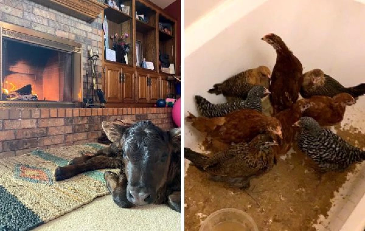 Texans si vezmou domácí zvířata z farmy, včetně divoké, aby je zahřály během zasněžené bouře