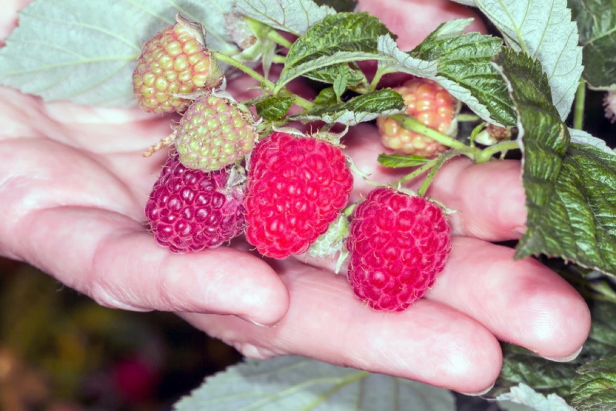 Varietas raspberry terbaik untuk mereka yang menyukai buah beri besar 23770_3