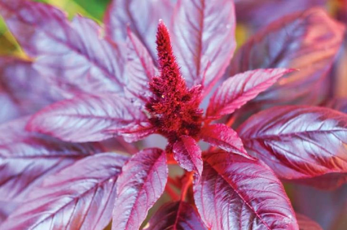 Magic Plant Amaranth - New Year's tale about promising culture 23798_1