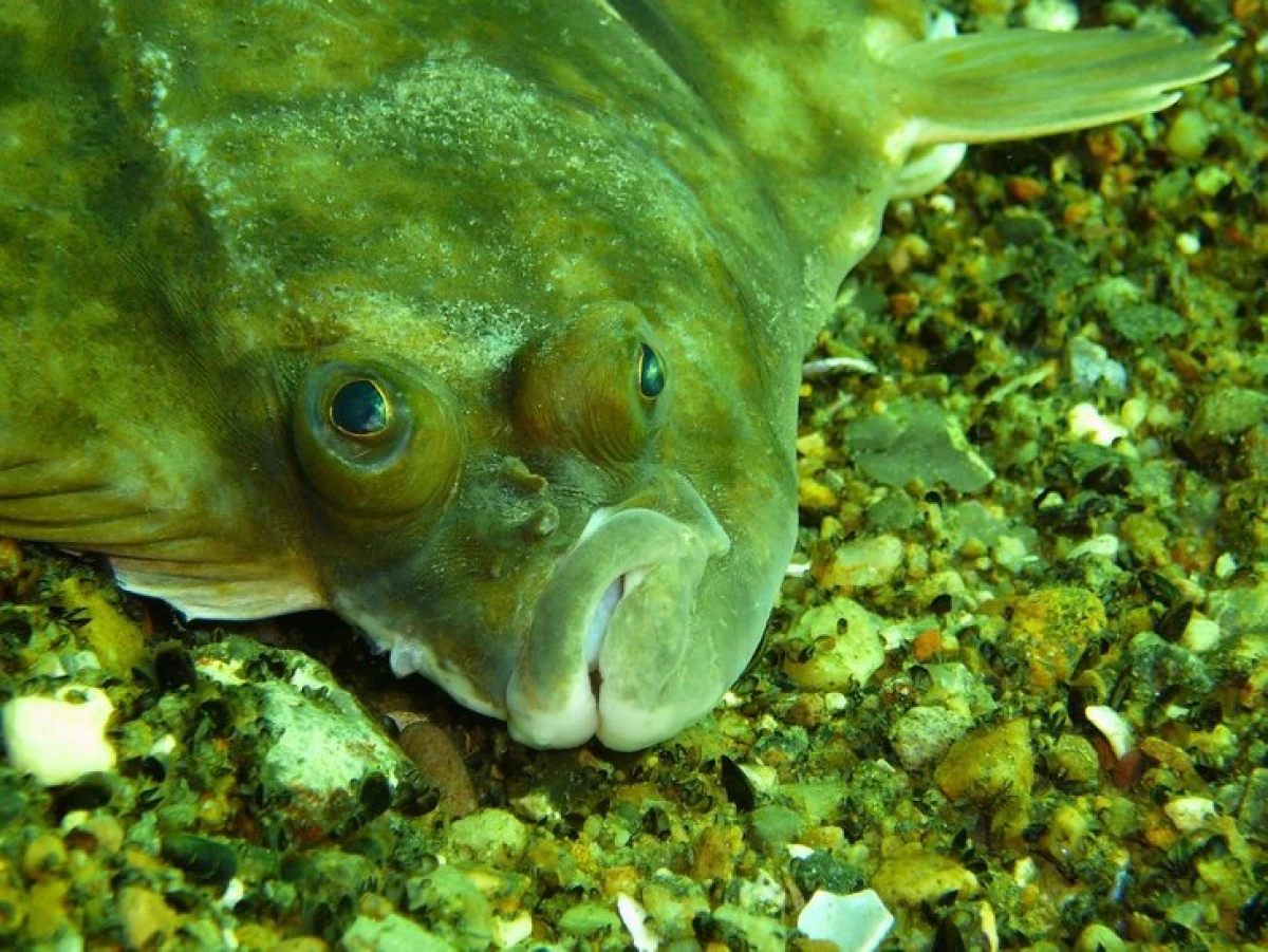 A provikumok mutánsjai fel kell oldaniuk a halak kannibalizmus problémáját az akvakultúrában 23871_1