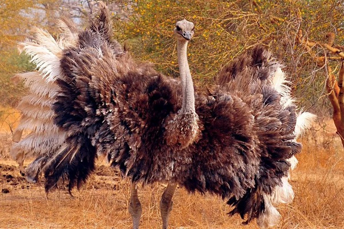 Description of the African Ostrich: appearance and lifestyle