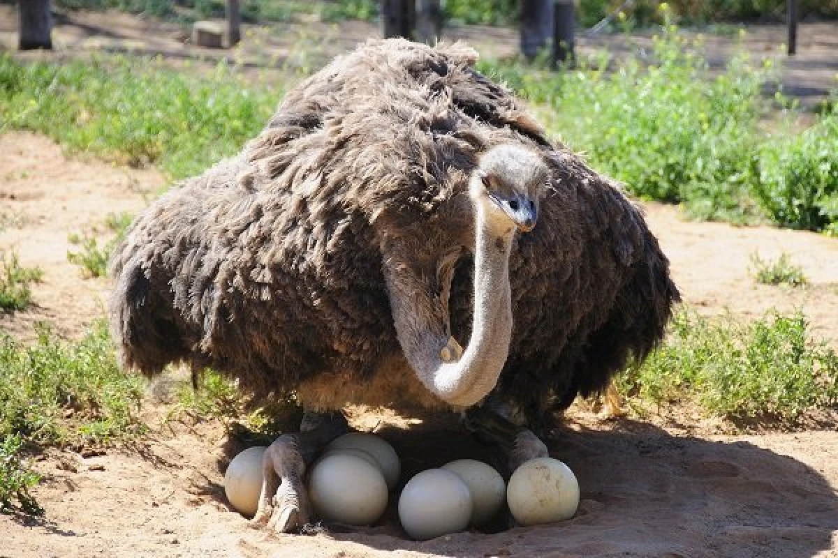 Beschreiwung vum afrikaneschen Ostrich: Erscheinung a Liewensstil 23872_2