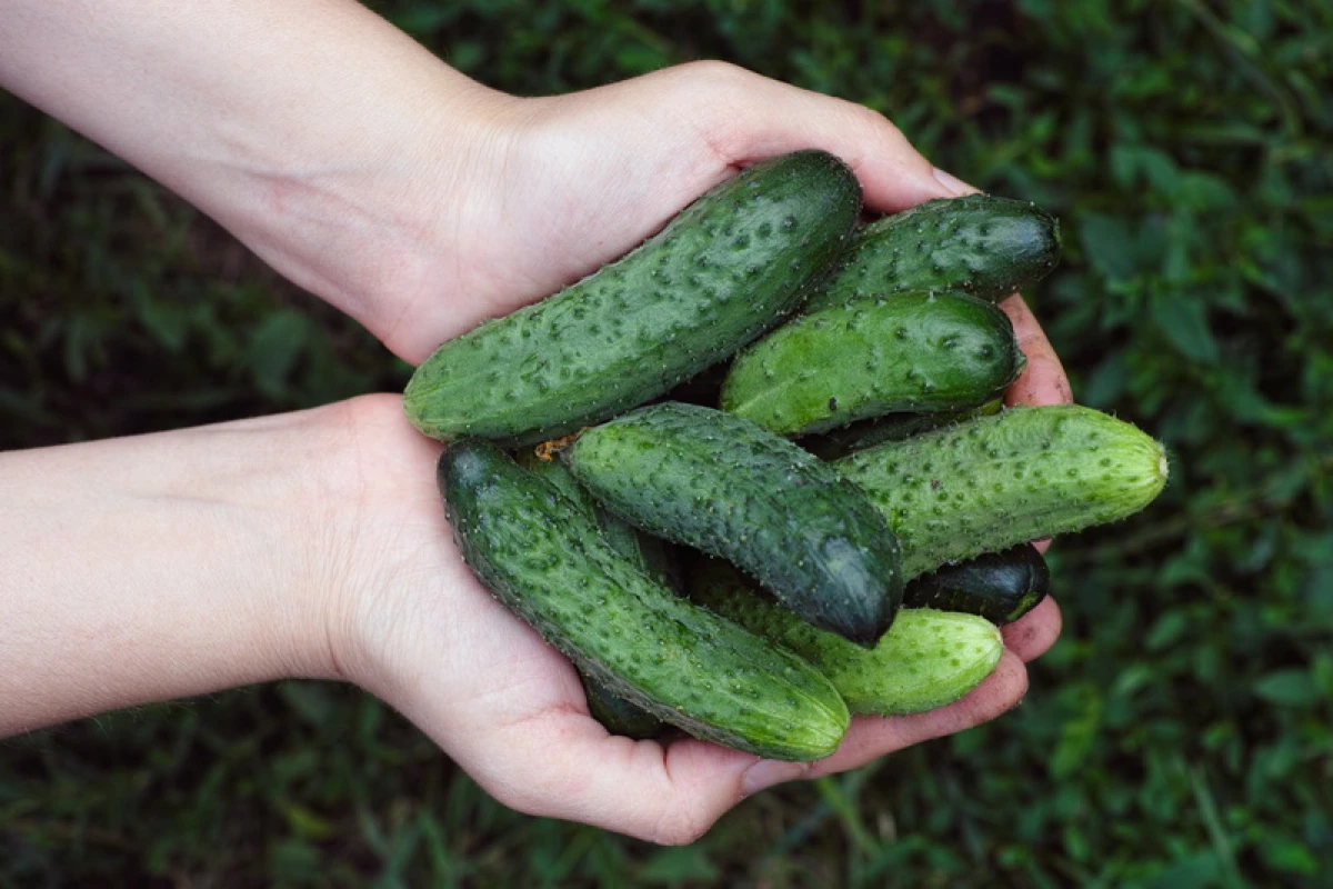 Opslach op lange termyn fan frisse komkommers - hoe kin ik in kompleks probleem oplosse