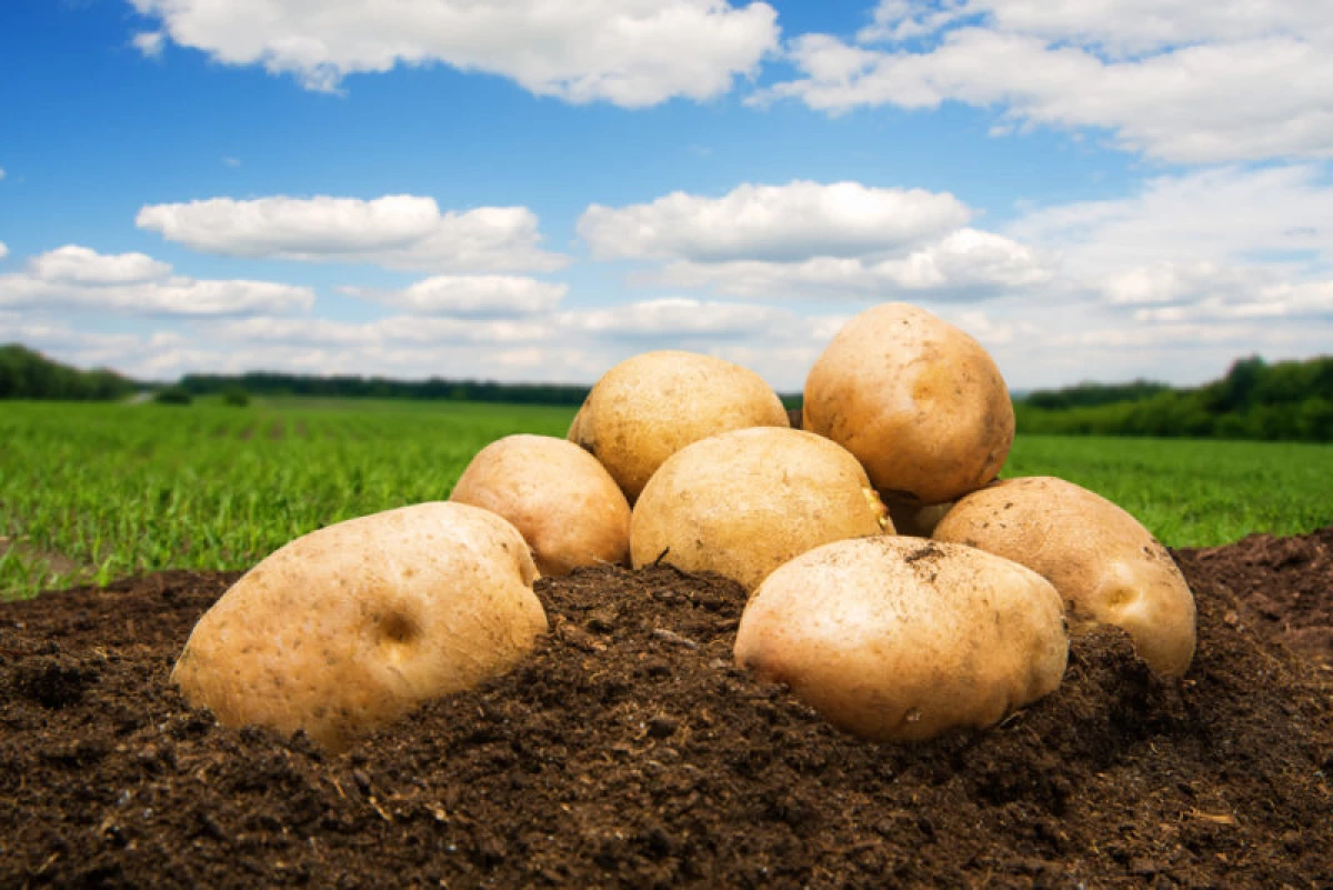 Geriausi bulvių auginimo metodai. Kiekvieno metodo privalumai ir trūkumai 24019_1
