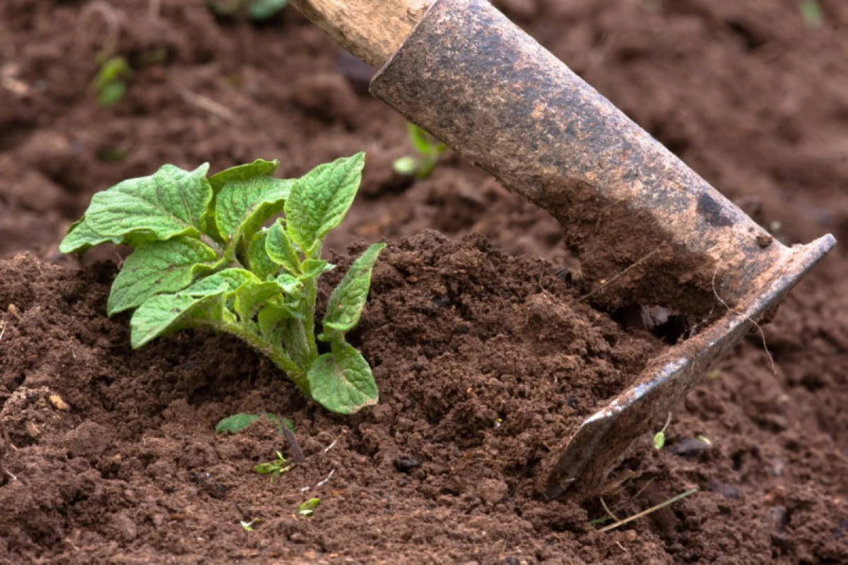 Os melhores métodos de cultivo de batata. Vantagens e desvantagens de cada método 24019_2