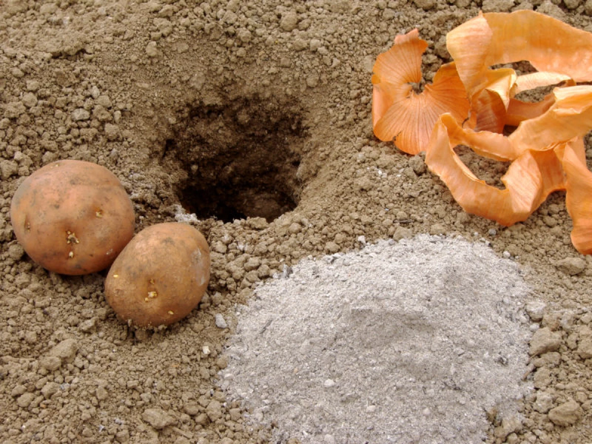 Os melhores métodos de cultivo de batata. Vantagens e desvantagens de cada método 24019_4