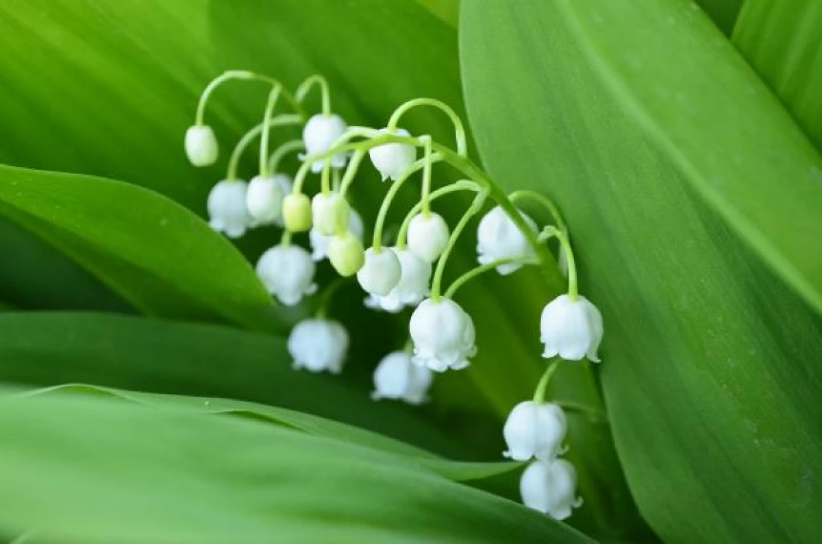 Lily av dalen på blomsterbeden: Hemmeligheter av landing og omsorg for vakre planter 24287_1