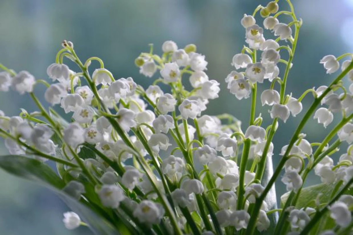 Lírio do vale no leito de flores: segredos de pouso e cuidados de plantas bonitas 24287_4