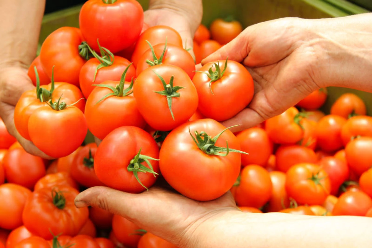 Главните правила за одгледување на голем принос на домати, а не зеленило 24354_1