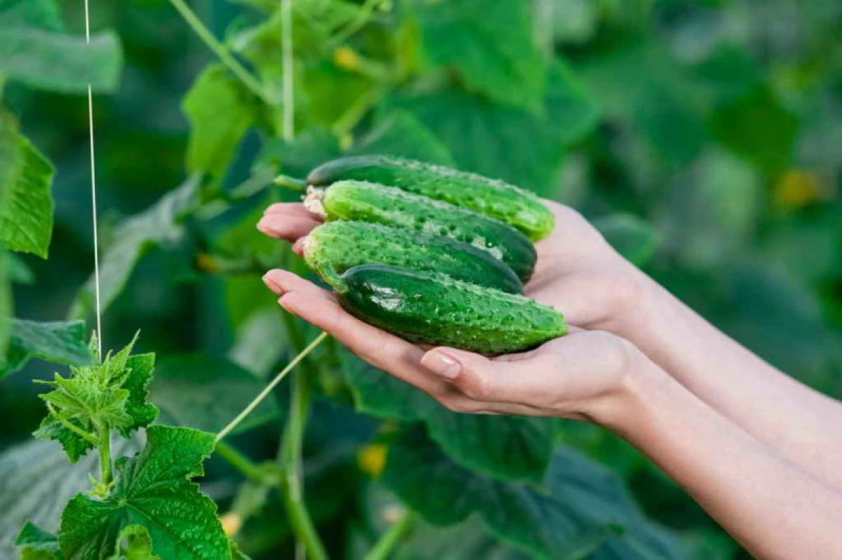 Cucumbers are proud - what is the cause of an unpleasant phenomenon 24768_2