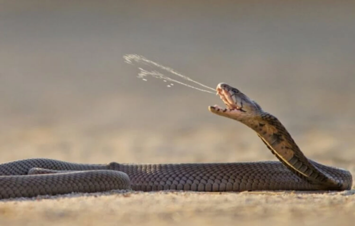 Que serpes cuspir veleno e que pasa despois diso?