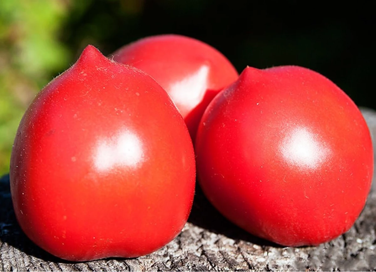 Populiariausios ir skaniausios pomidorų veislės su 