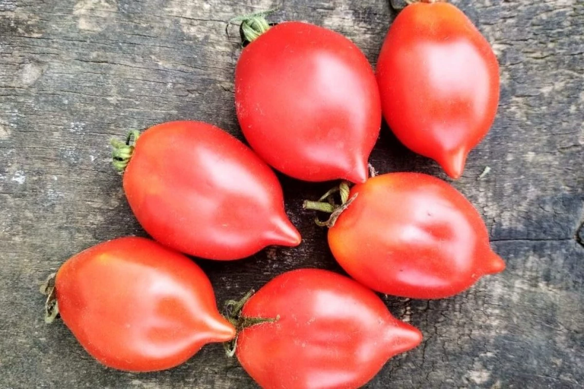 Най-популярните и вкусни сортове домати с 