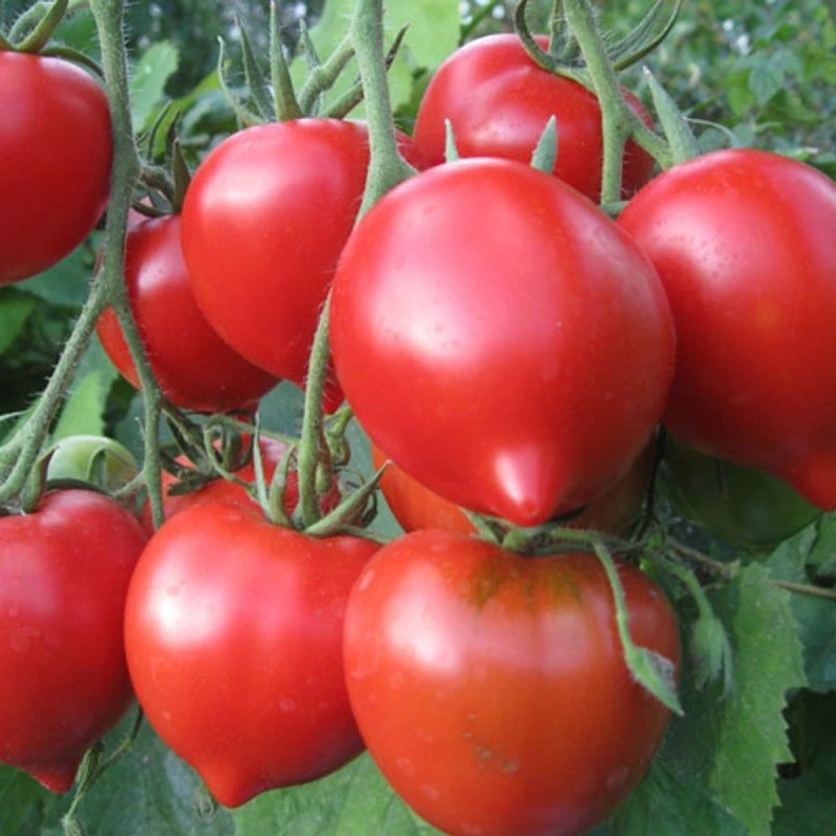 помидоры буденовка фото