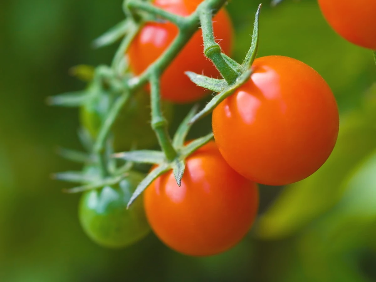 Que tomates non poden estar pausando? Aforramos o tempo no xardín: as mellores variedades máis baixas 284_2