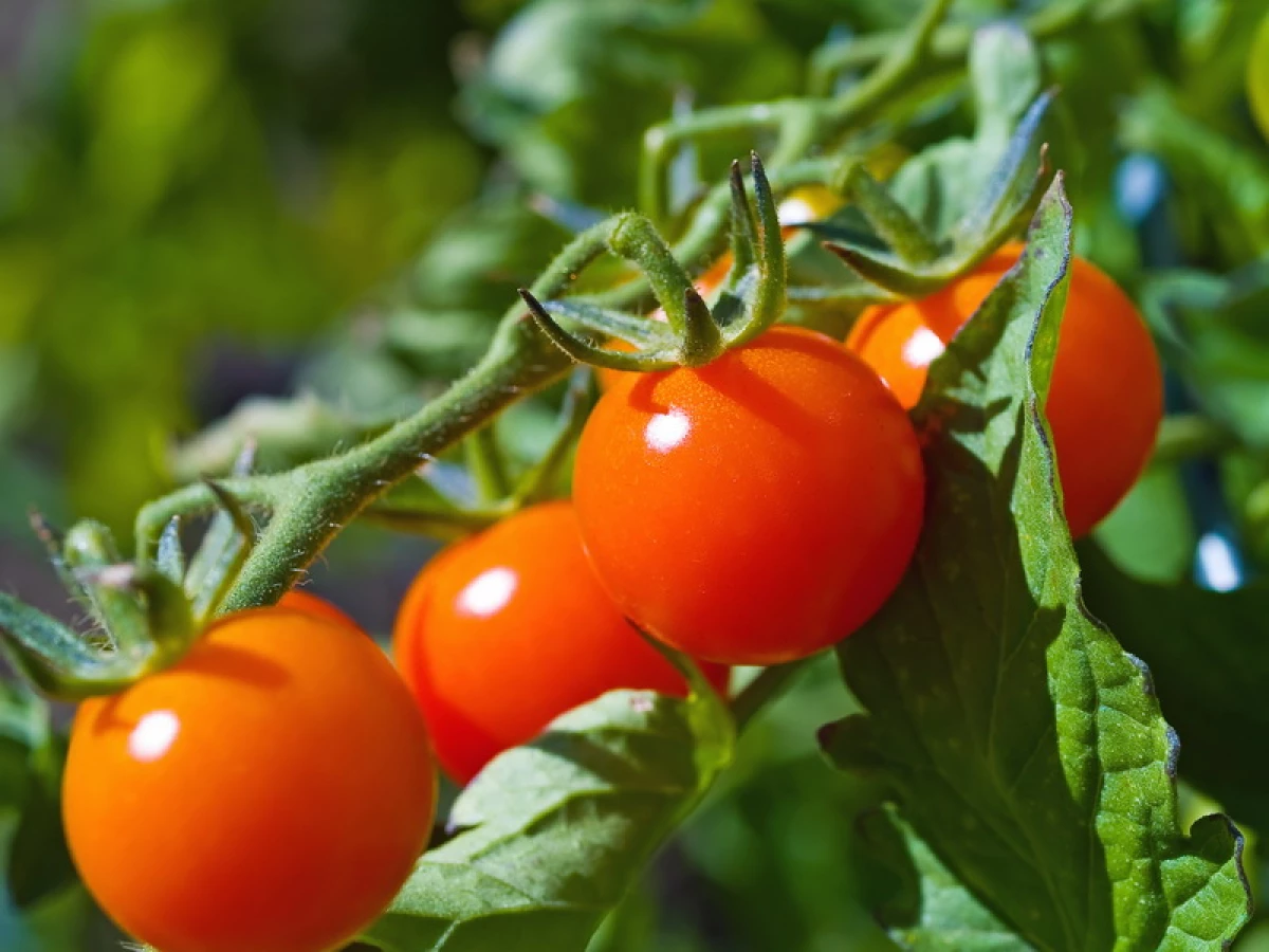 What tomatoes can not be pausing? We save time in the garden: the best lowest varieties 284_3