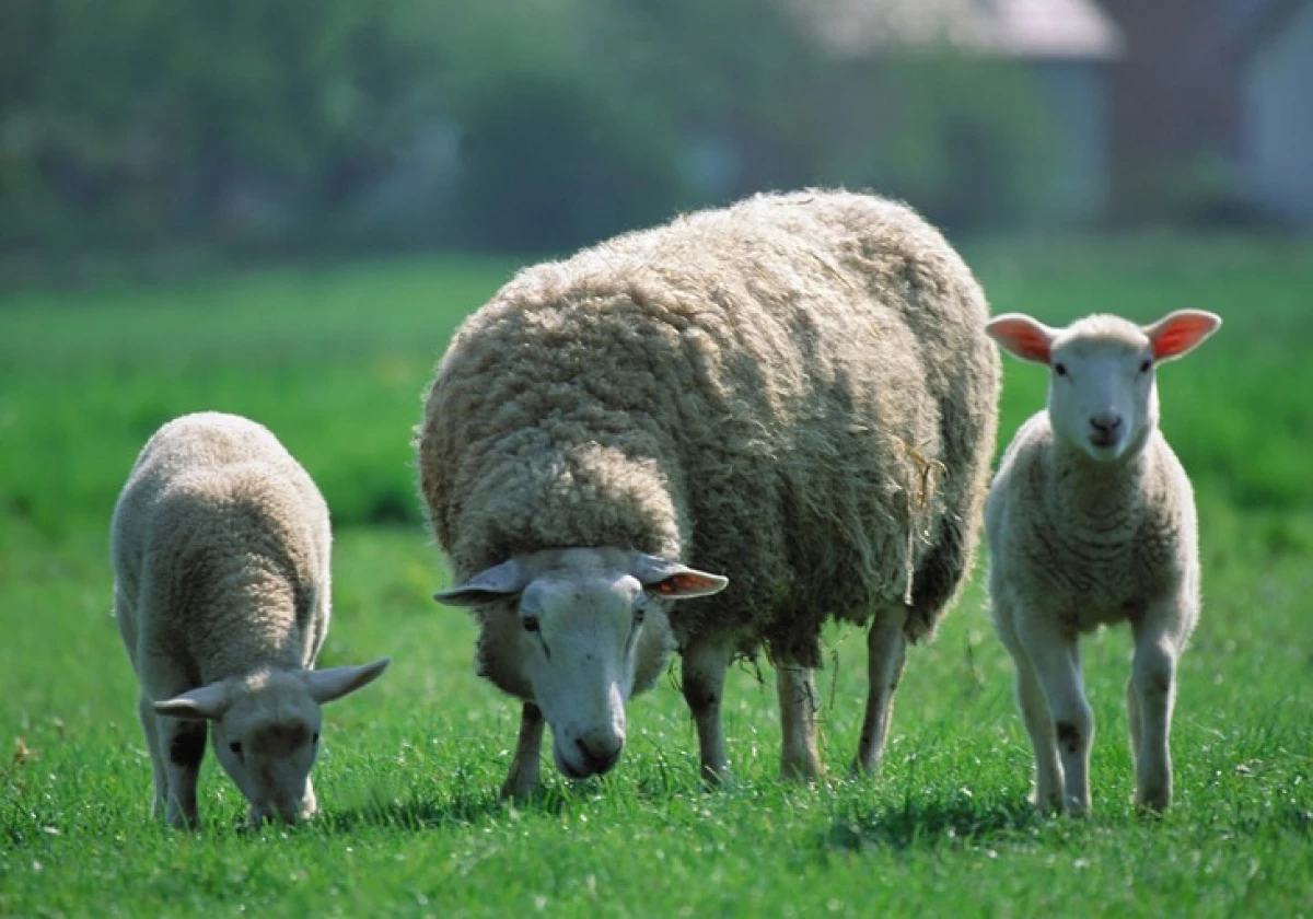 Nalezljive Enterotacemije ovce 3046_1