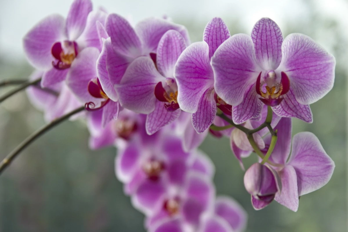 Орхидеи цветаат пики - нашите акции 3442_1
