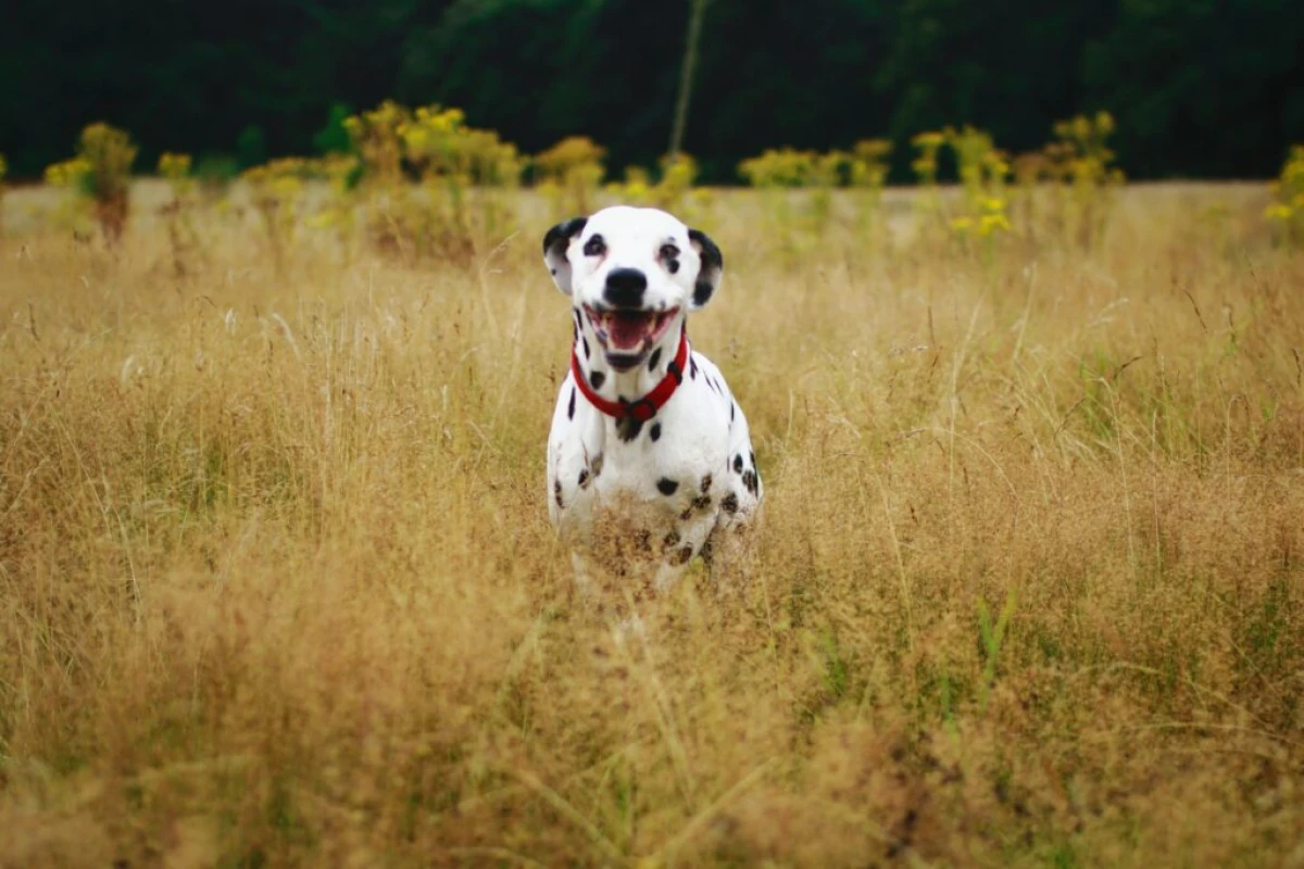 Born White en vaak verliezen horen: 7 feiten over Dalmatian Ras Dogs 3486_3