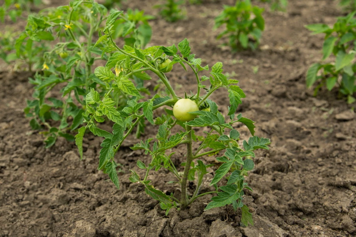 Sazenice mazaných rajčat ve skleníku. Jak to může být znovuenát? 3622_2