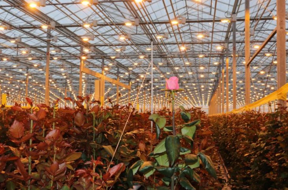 Siberia calerà con le rose: 7 milioni all'anno forniranno TC Novosibirsk 3680_1