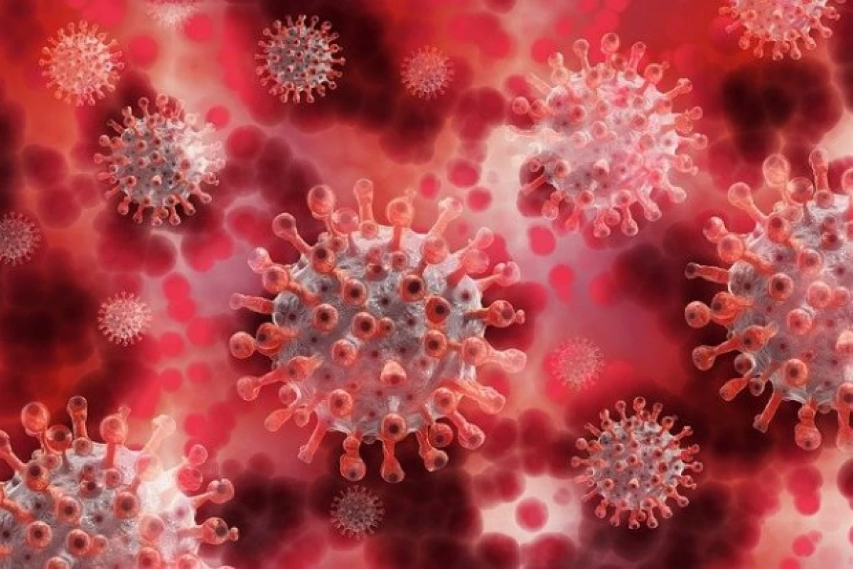 Yn Sina iepenbiere volatile mûzen 4 ticht by SARS-COV-2 Coronavirus 3701_1