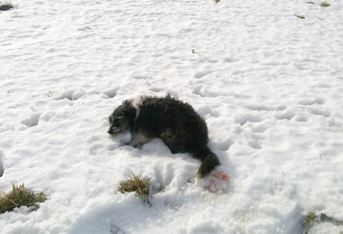 Der Hund ist gestorben, Freiwillige appellierten an die Polizei: Jemand hat einen Hund aus der Pneumatik in Novogrudrukka erschossen 376_1