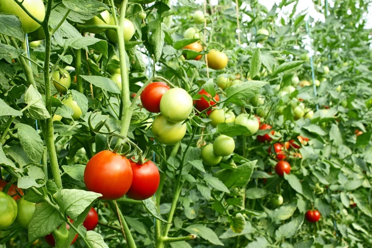 Pomidor ösdürip ýetişdiriň: sahy hasyl nädip gazanmaly 3834_1
