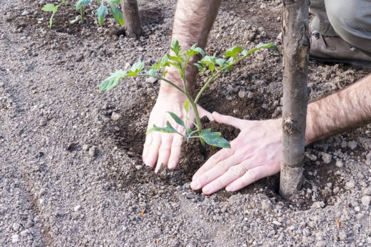 Вирощуємо томати: як домогтися щедрого врожаю 3834_4