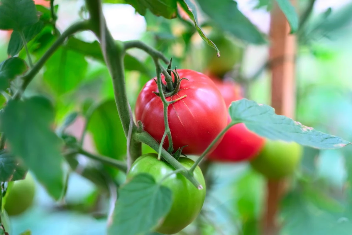 粉红色的番茄：流行品种及其特征 3848_2