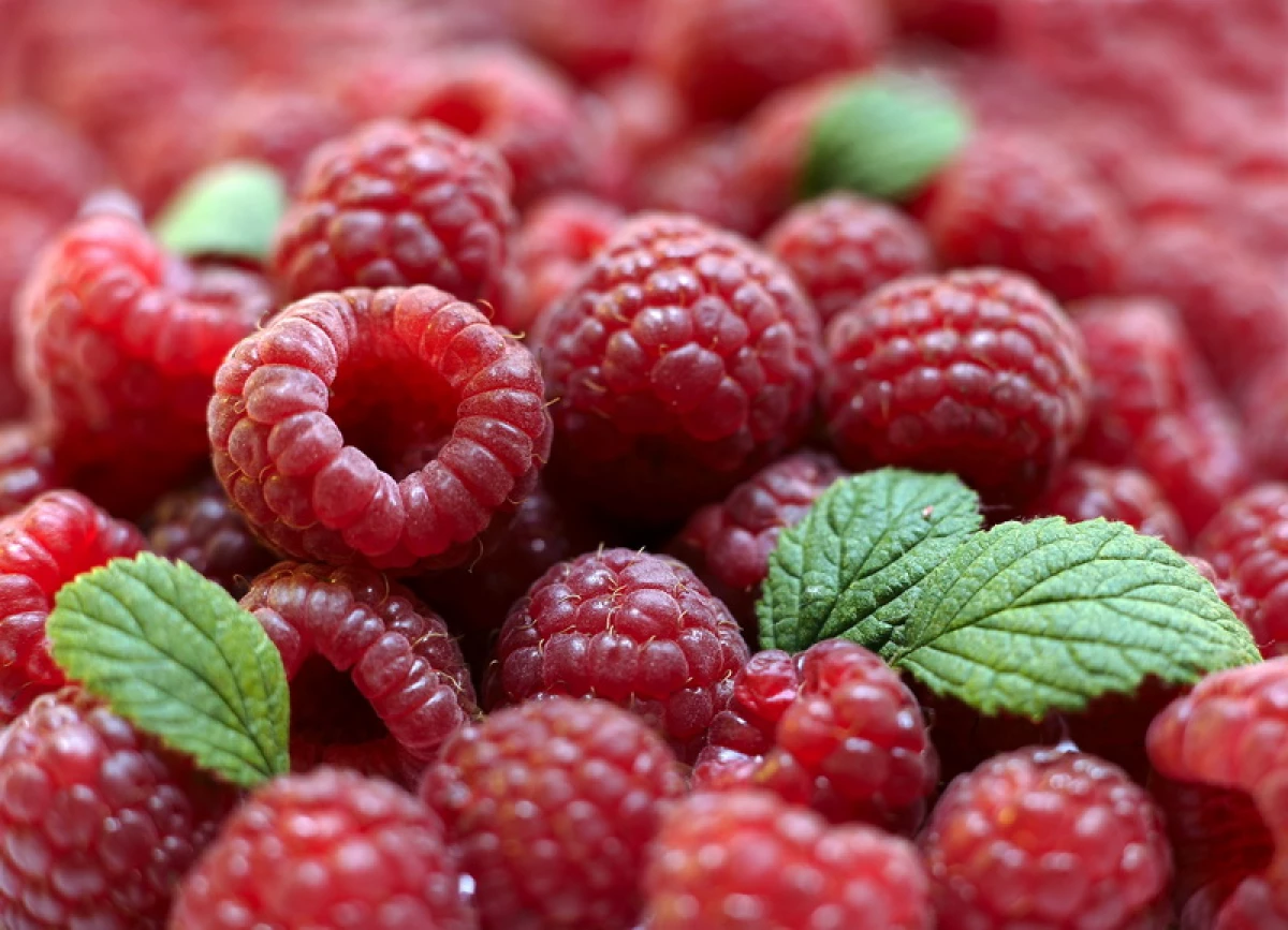 Raspberry Berry: Varietas apa yang akan membawa panen yang kaya 3963_1