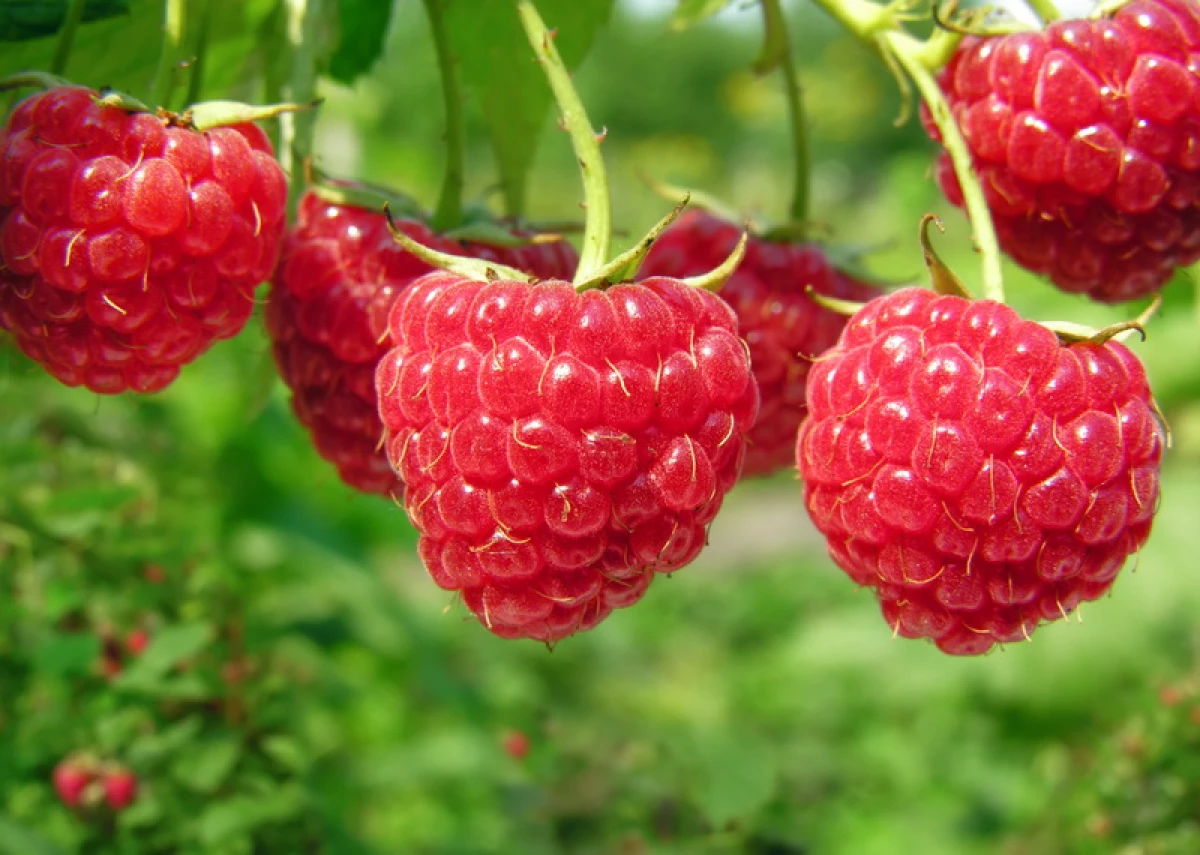 Raspberry Berry: Aké odrody prinesú bohatú úrodu 3963_2