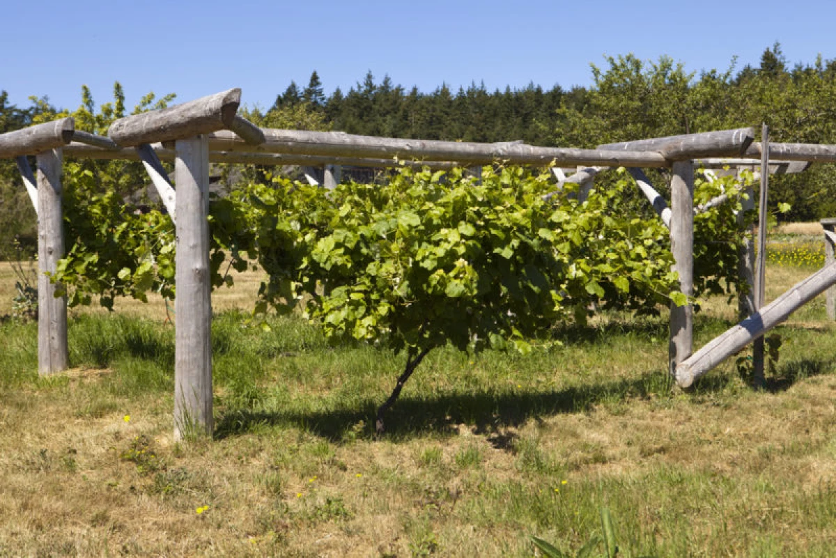 En Trellier: apoyo necesario para las buenas uvas de crecimiento 3988_1